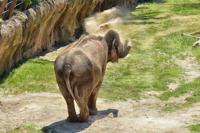 Elephant standing in a field