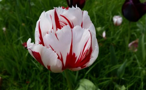 Close-up of white flower on field