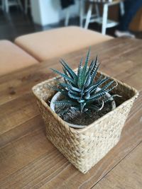 High angle view of potted plant on table