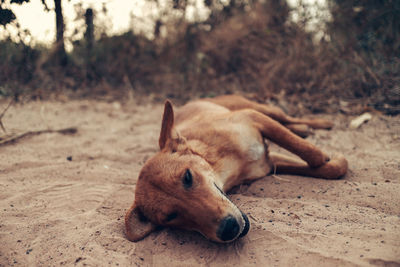 Dog resting on field