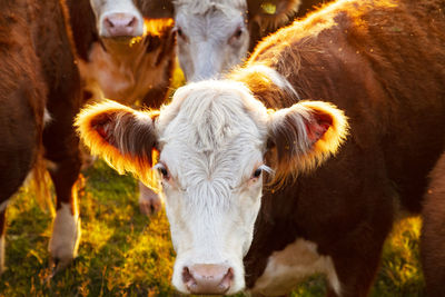 Cow looking at camera