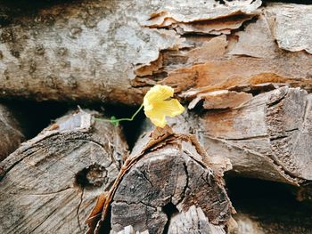 Close-up of wilted flower plant