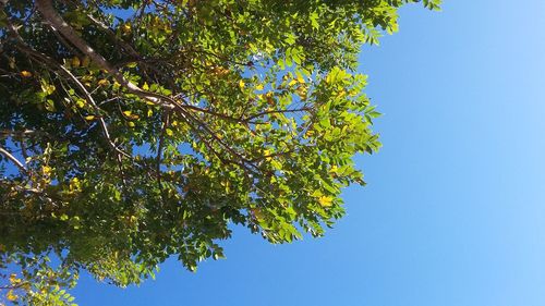 Low angle view of tree against clear sky