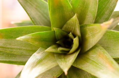 Close-up of plant