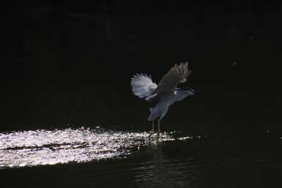 Seagulls flying over lake