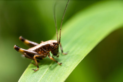 Close-up of insect on leaf