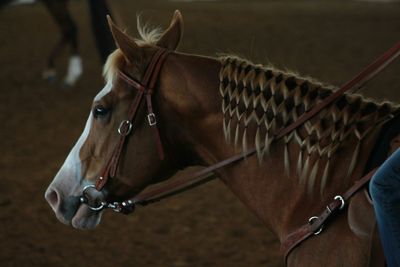 Side view of brown horse