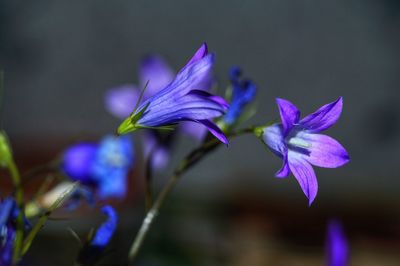 Close-up of purple flowers blooming outdoors