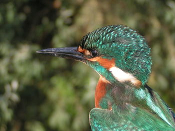 Close-up of bird