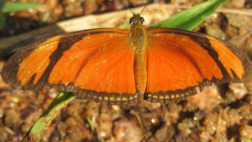 Close-up of butterfly on leaf