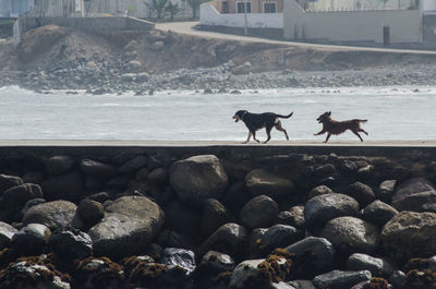 Horses standing on rocks by sea