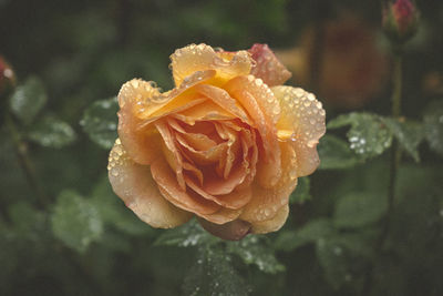 Close-up of wet rose blooming outdoors