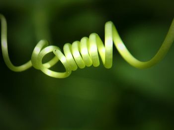 Close-up of illuminated green leaf