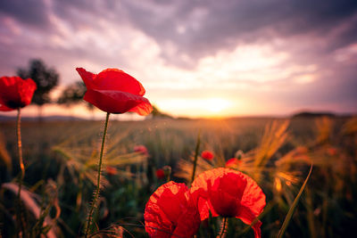 Close-up of red poppies on field against sky during sunset