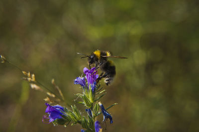 Close-up of bee pollinating on purple flower