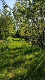 Scenic view of trees growing on field