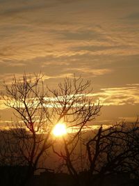 Silhouette bare tree against orange sky