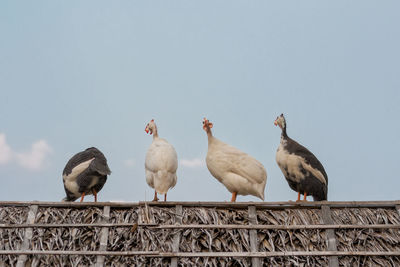 Low angle view of birds perching on roof against sky