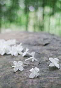 Close-up of flowers