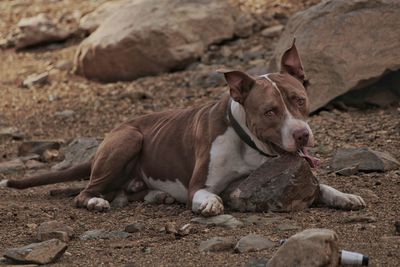 Close-up of dog on rock