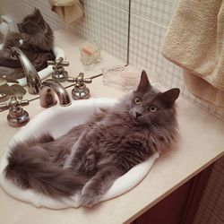 High angle view of cat in sink