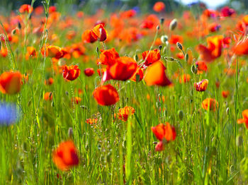 Close-up of red poppy flowers in field
