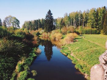 Reflection of trees in water
