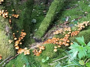 High angle view of mushrooms growing on field