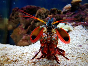 Close-up of crab in sea