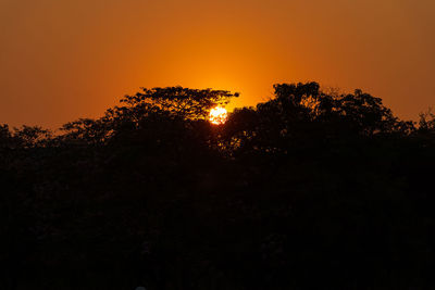 Low angle view of silhouette trees against sky during sunset