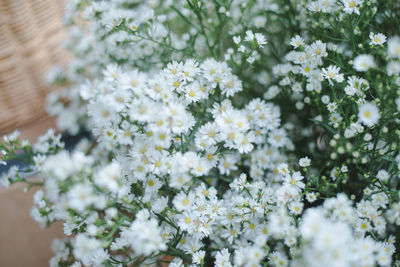 Close-up of white flowering plant in park