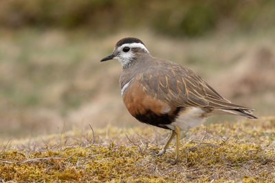 Close-up of bird perching on a field