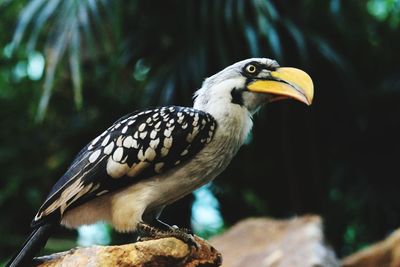 Close-up of a bird