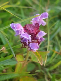 Close-up of purple flowers blooming outdoors