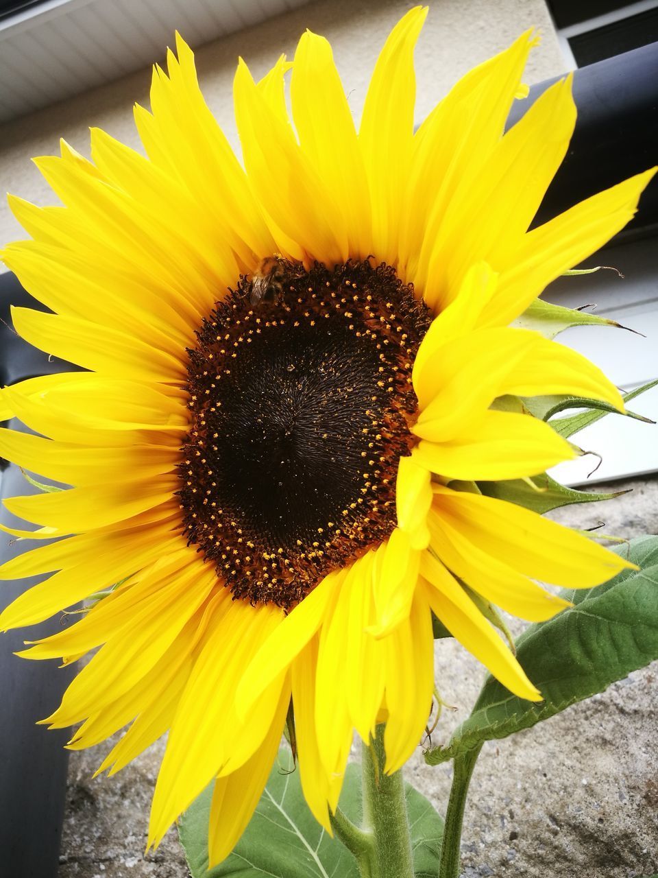 CLOSE-UP OF SUNFLOWERS ON YELLOW FLOWER