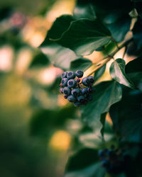 Close-up of berries growing on tree