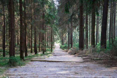 View of pine trees in forest