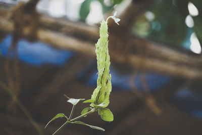 Close-up of plant