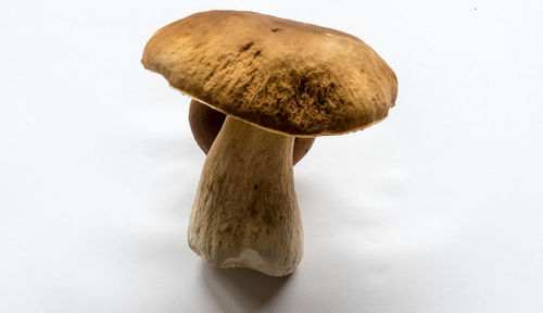 Close-up of mushrooms against white background