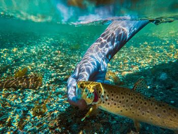 Close-up of fish swimming in sea