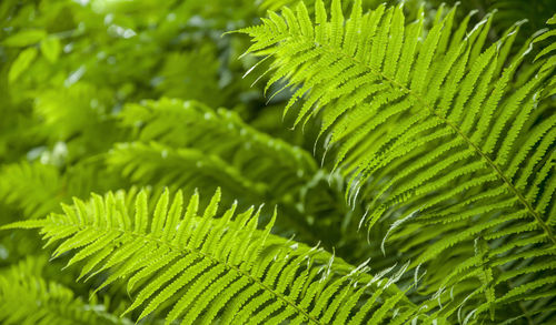 Close-up of fern leaves