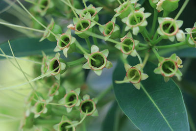 High angle view of flowering plant