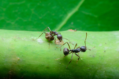 Close-up of ant on leaf