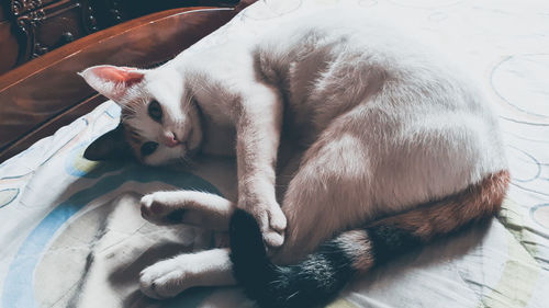 Cat lying on bed at home