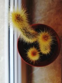 Close-up of cactus on window at home