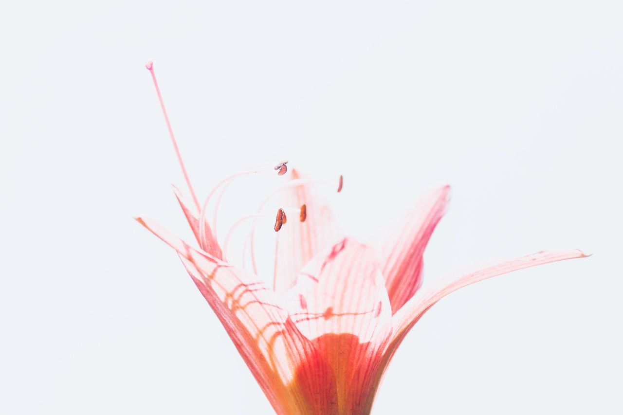 CLOSE-UP OF PINK FLOWER OVER WHITE BACKGROUND