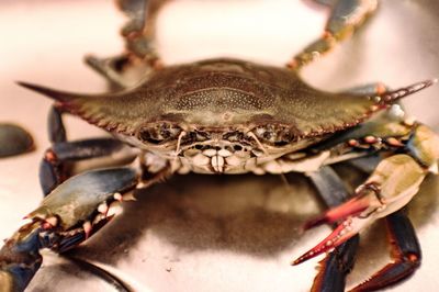 Close-up of blue crab