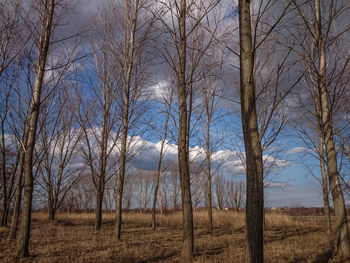 Bare trees on landscape