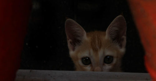 Close-up portrait of a cat