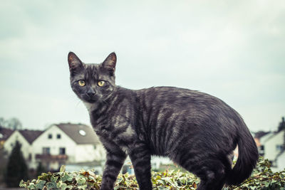 Portrait of cat